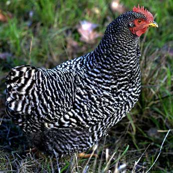 Nutztiere