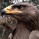 Unsere Greifvögel