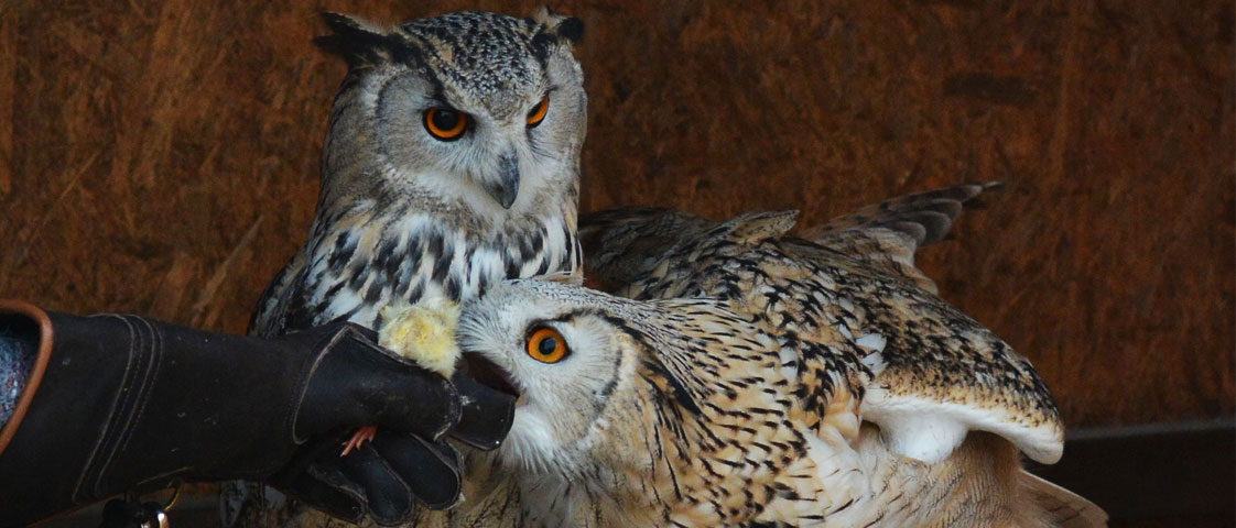 Mountain Road Falconers