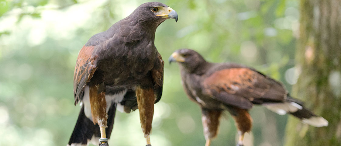 Mountain Road Falconers