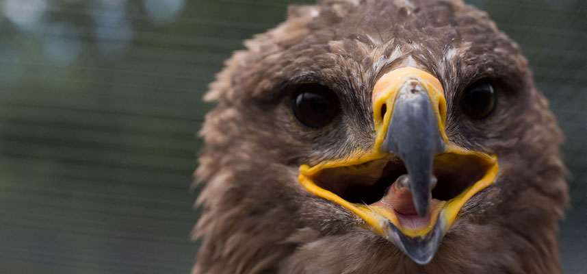 Steppenadler