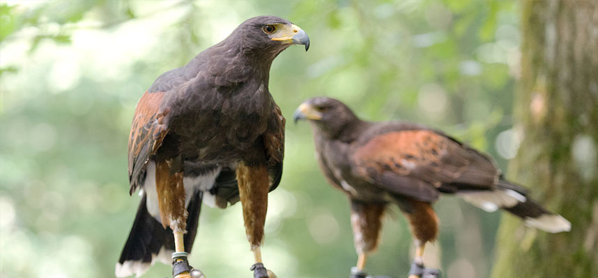 Harris Hawk