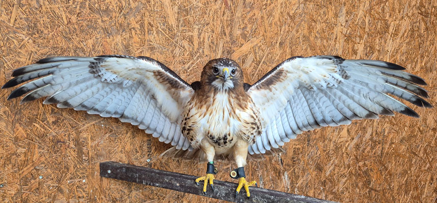 Rotschwanzbussard