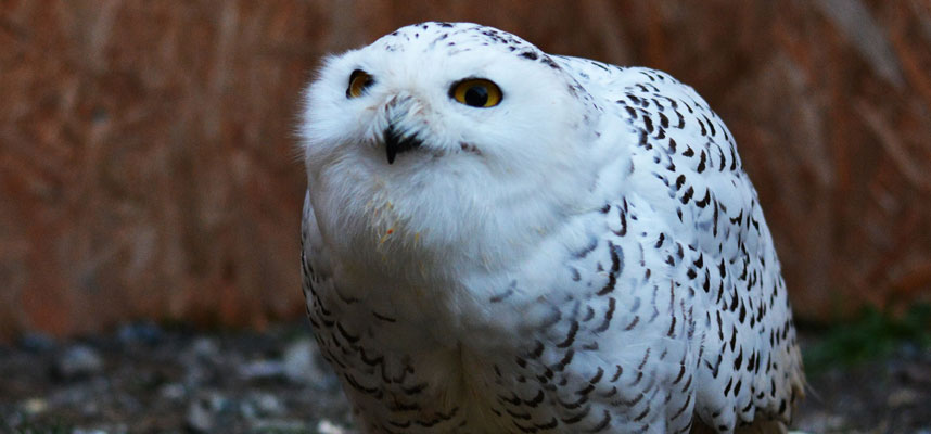 Schneeule